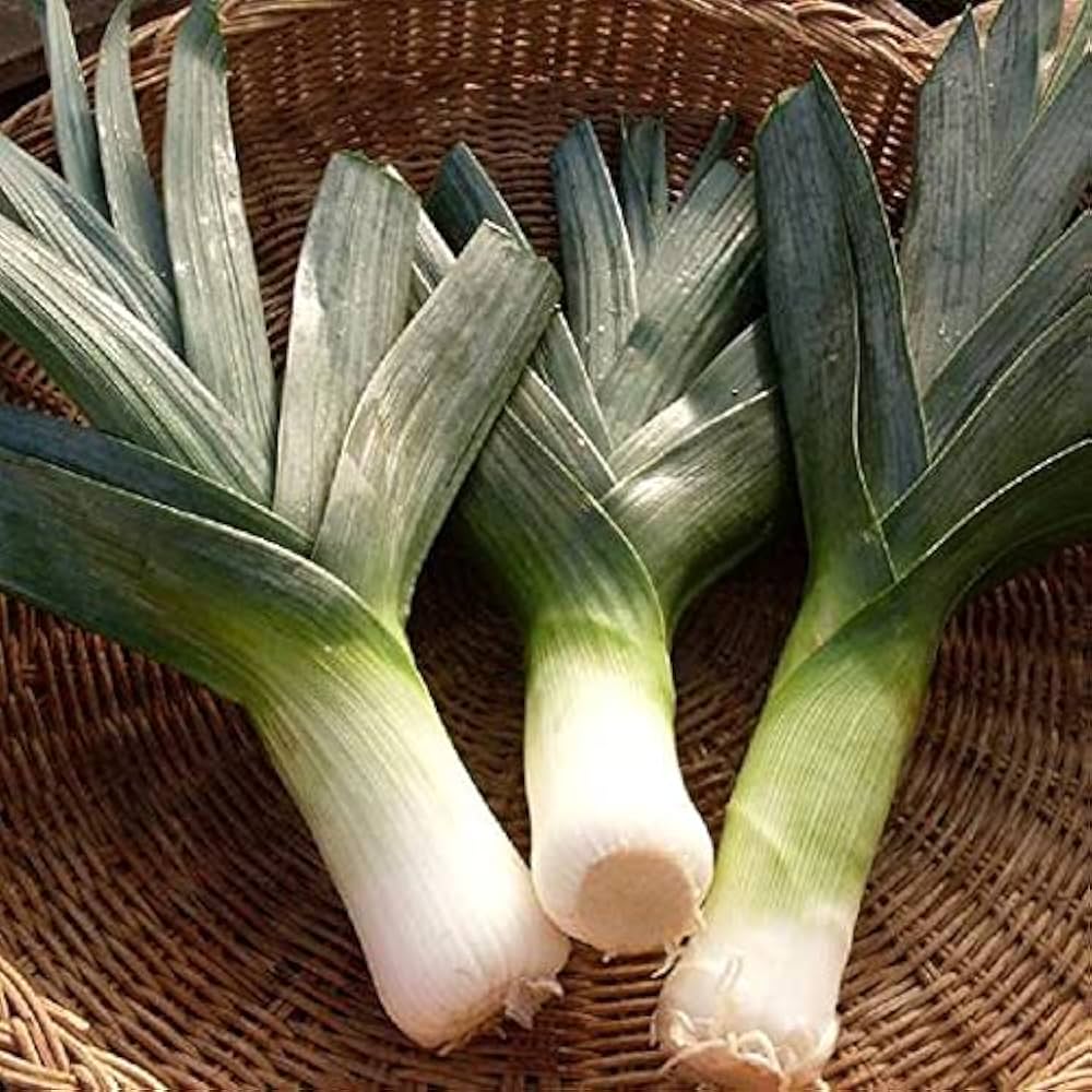 Leek - Allium for planting in home garden
